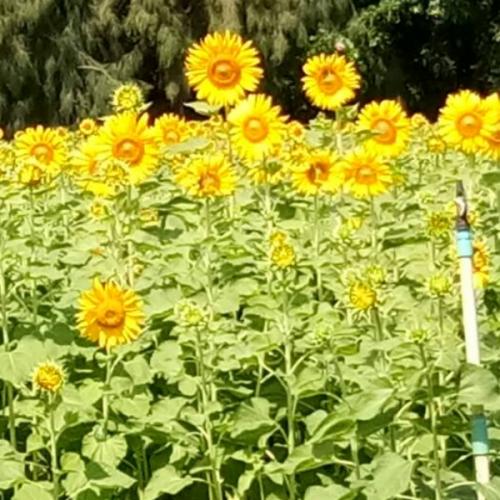 สมาชิกหมายเลข 5597151