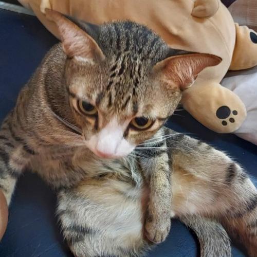 เข้ามาจอบ