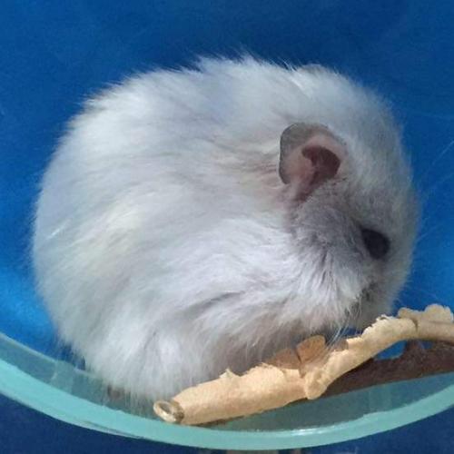 สมาชิกหมายเลข 6817344