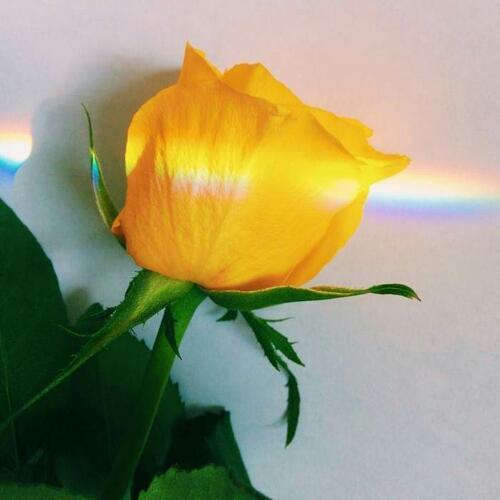 สมาชิกหมายเลข 5200432