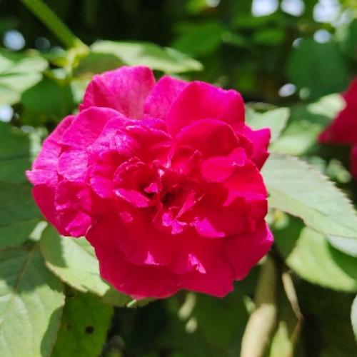 สมาชิกหมายเลข 2271929