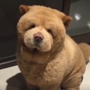 หุ่นหมีมีหนวด