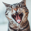 สมาชิกหมายเลข 4388246