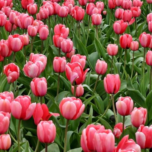 สมาชิกหมายเลข 5689049