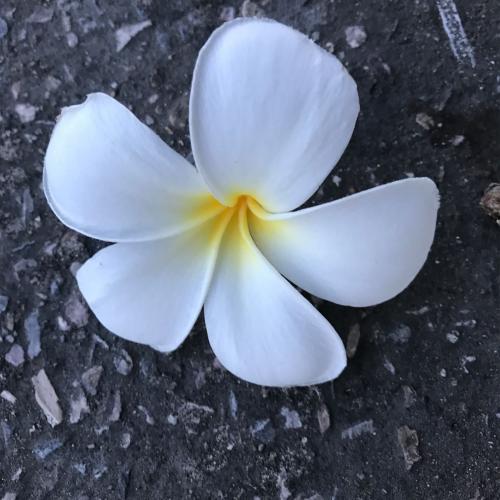 สมาชิกหมายเลข 2566845