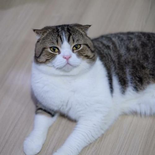 สมาชิกหมายเลข 1150639