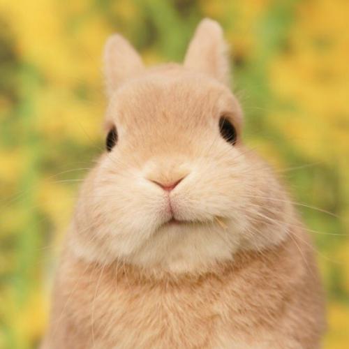 สมาชิกหมายเลข 5031709