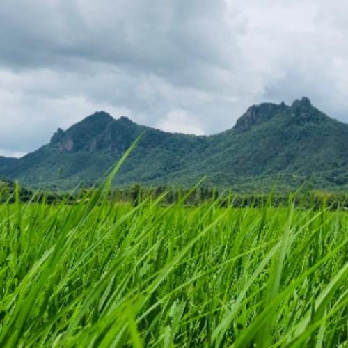 สมาชิกหมายเลข 5613807