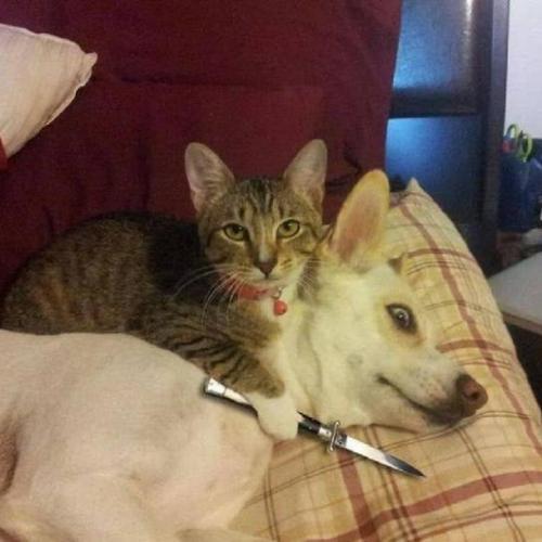 สมาชิกหมายเลข 4861681