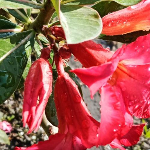 สมาชิกหมายเลข 7447177