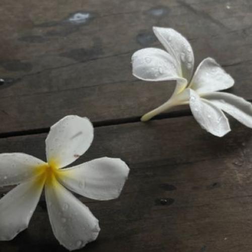 สมาชิกหมายเลข 8513054