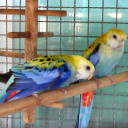 สมาชิกหมายเลข 4484764