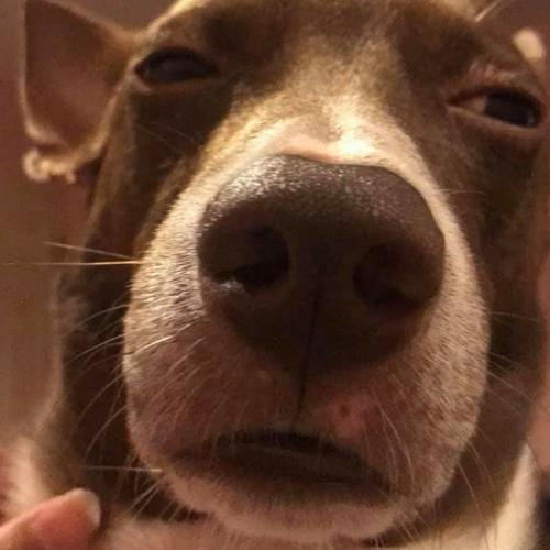 วัวทะเล