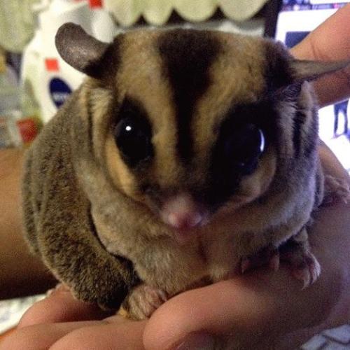 สมาชิกหมายเลข 1643924