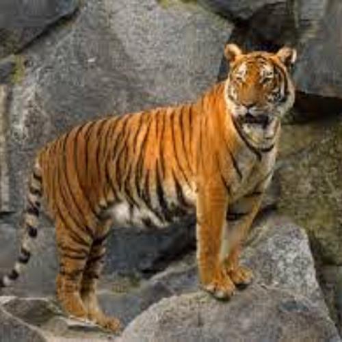 สมาชิกหมายเลข 1817911