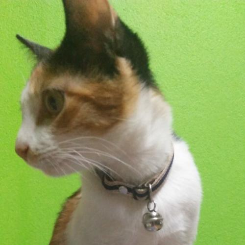 สมาชิกหมายเลข 4629240