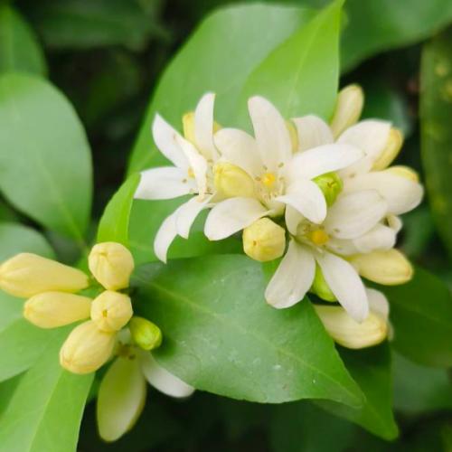 ก่ำเบ้อสีคราม