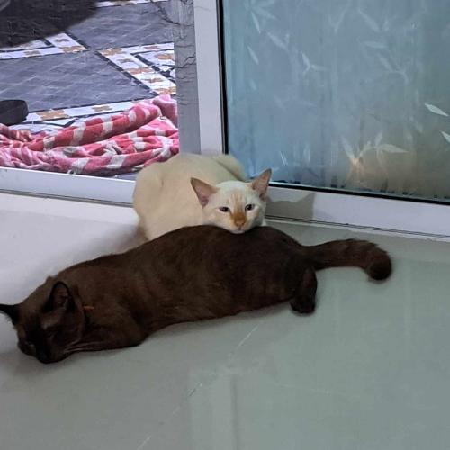 สมาชิกหมายเลข 8514601