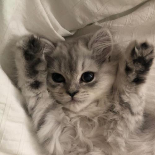 สมาชิกหมายเลข 8514662