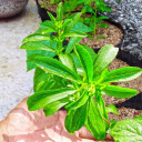 ใบหญ้าหวาน