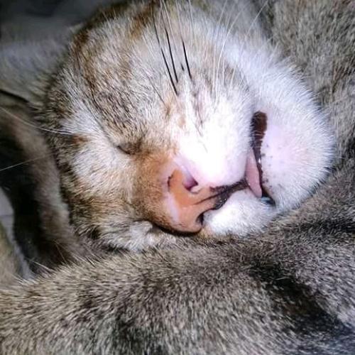 สมาชิกหมายเลข 4139753