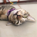 สมาชิกหมายเลข 5202666