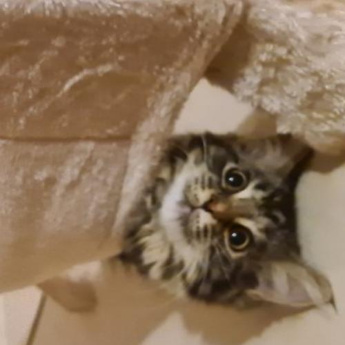 หมวยจะเสือน