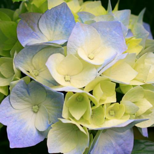 สมาชิกหมายเลข 901647