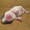 สมาชิกหมายเลข 2416464