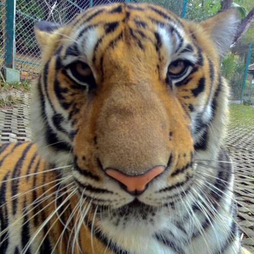 สมาชิกหมายเลข 4485971