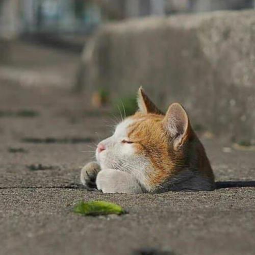 สมาชิกหมายเลข 5615745