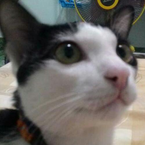 สมาชิกหมายเลข 4818897