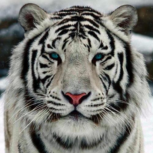 สมาชิกหมายเลข 5616443