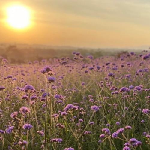 สมาชิกหมายเลข 8366100