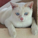 Toby the blue eyes cat