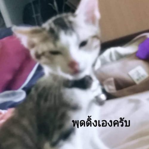 สมาชิกหมายเลข 5594360