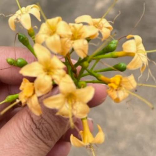 สมาชิกหมายเลข 2424032