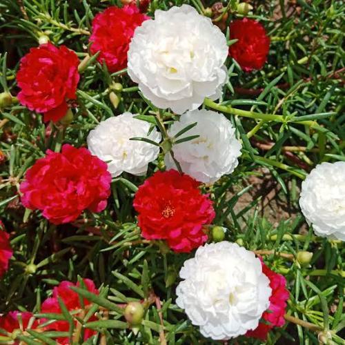 สมาชิกหมายเลข 7740153