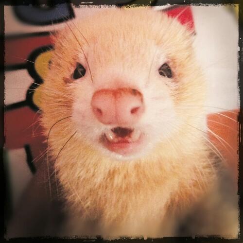 สมาชิกหมายเลข 2321039