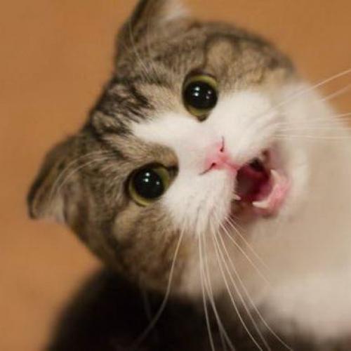 สมาชิกหมายเลข 5203925