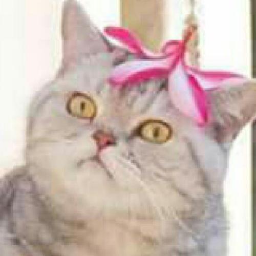 สมาชิกหมายเลข 6102148