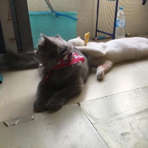 เพื่อนงยุติธรรม