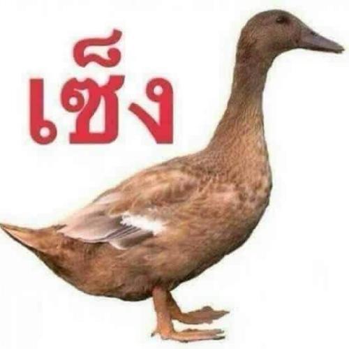 สมาชิกหมายเลข 5204055