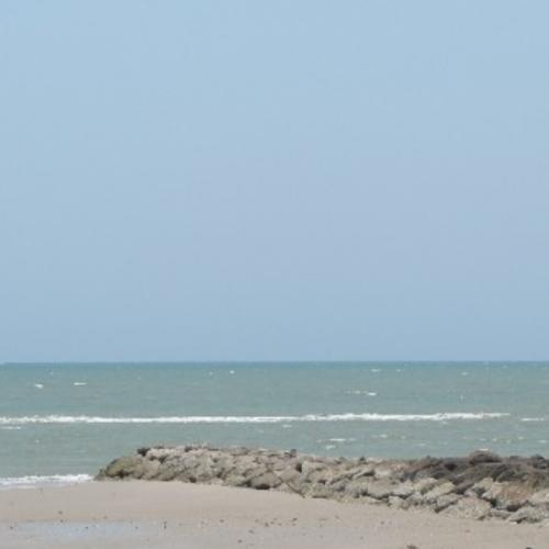 ทิวลิปเรมบรันต์