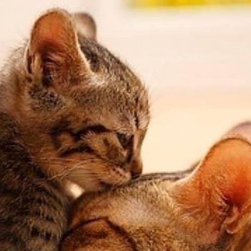 สมาชิกหมายเลข 1576923