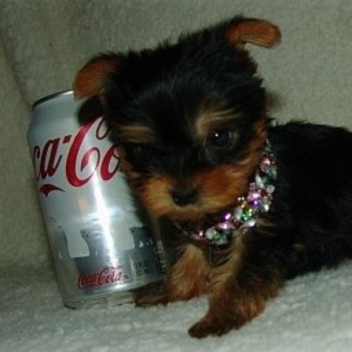 สมาชิกหมายเลข 7404497