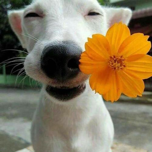 สมาชิกหมายเลข 4486198