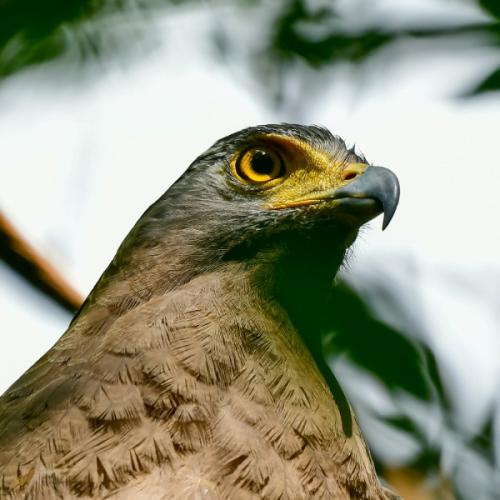 สมาชิกหมายเลข 5269021