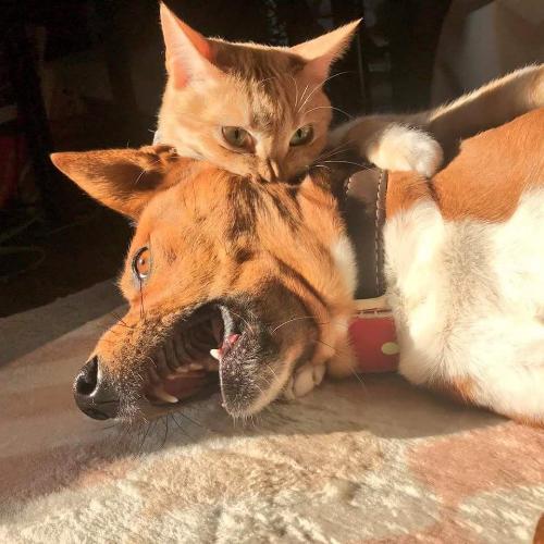 สมาชิกหมายเลข 5618499