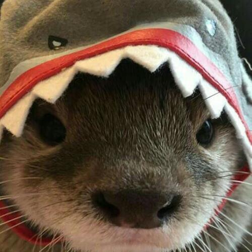 สมาชิกหมายเลข 5618661